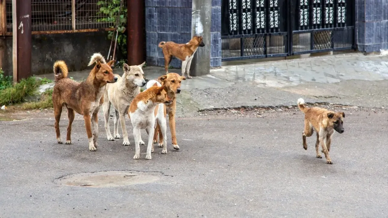 İstanbul'da sokak köpeklerini beslemek yasak mı, neden? İstanbul Valiliği kontrolsüz beslemeyle ilgili açıklama yaptı