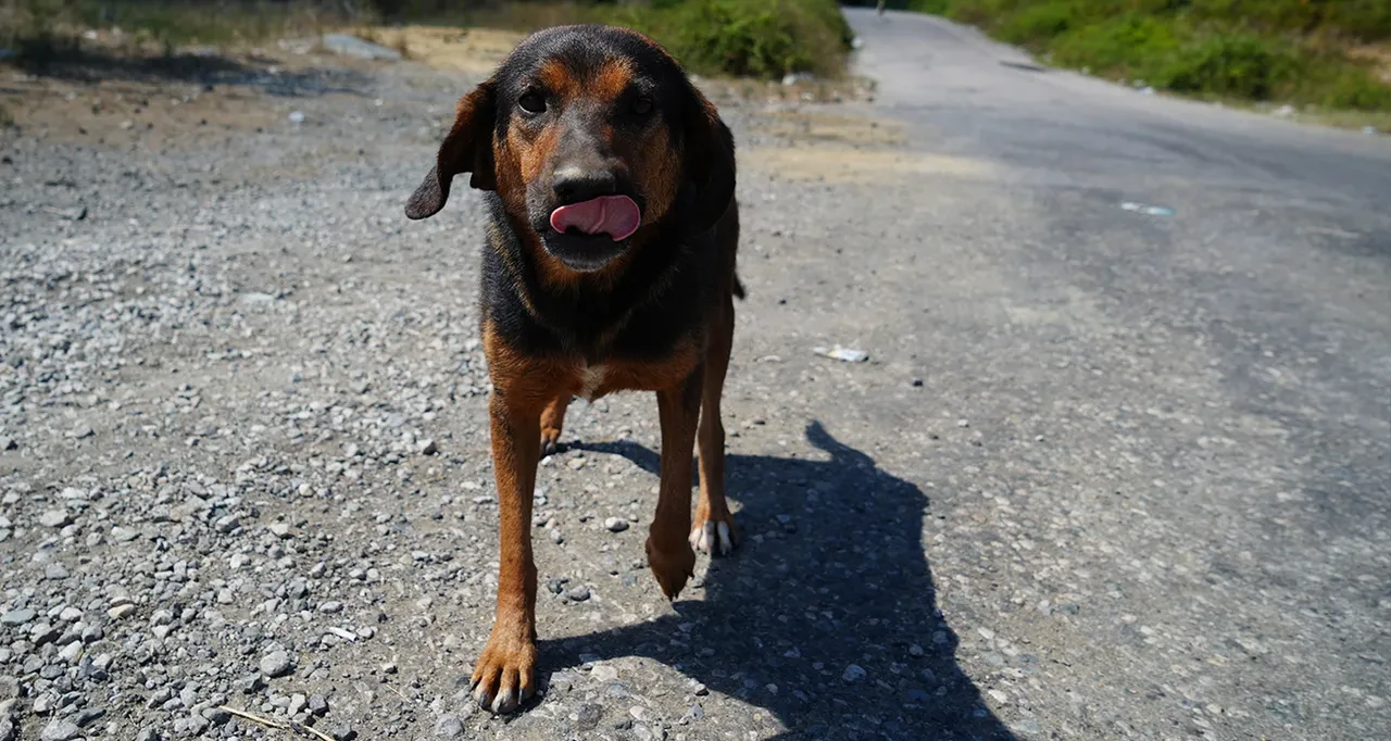 İstanbul'da sokak köpeklerini beslemek yasak mı, neden? İstanbul Valiliği kontrolsüz beslemeyle ilgili açıklama yaptı