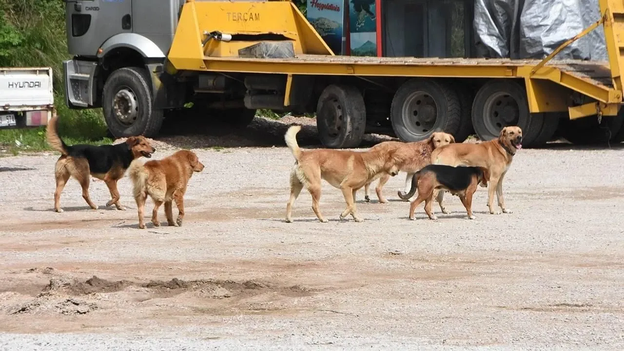 İstanbul'da sokak köpeklerini beslemek yasak mı, neden? İstanbul Valiliği kontrolsüz beslemeyle ilgili açıklama yaptı