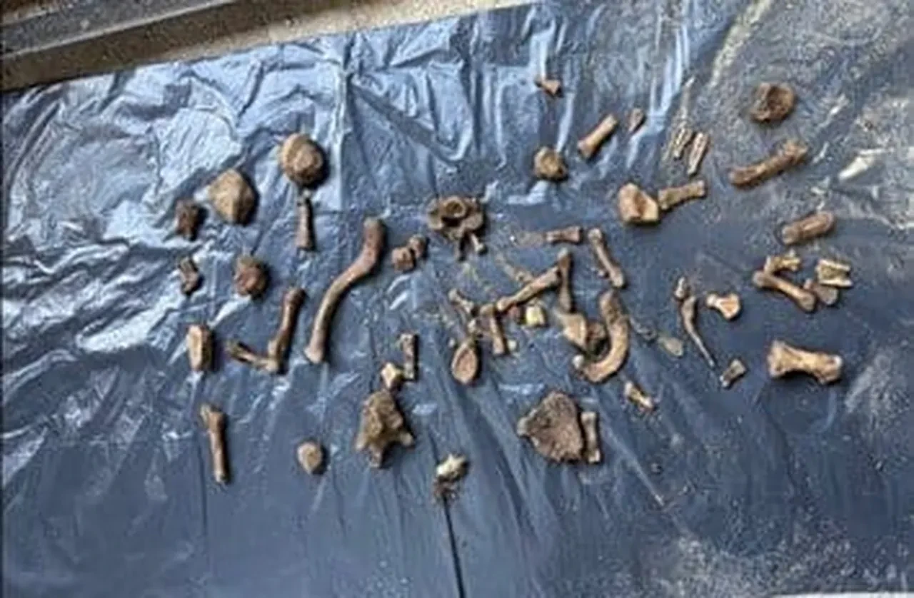 Müge Anlı'daki Emrah Elveren cinayetinde her şey ortaya çıktı! 4 yıl sonra dişleri ve kemikleri bulundu