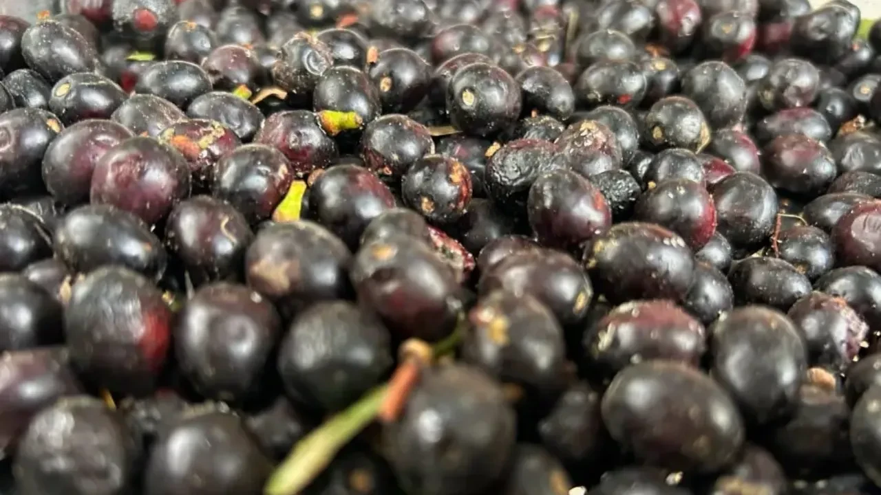 Ormandan fışkıran bereket! Kendiliğinden yetişiyor, litresi 1000 liraya satılıyor