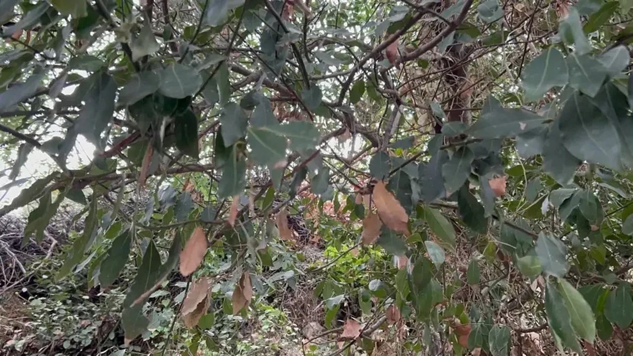 Ormandan fışkıran bereket! Kendiliğinden yetişiyor, litresi 1000 liraya satılıyor