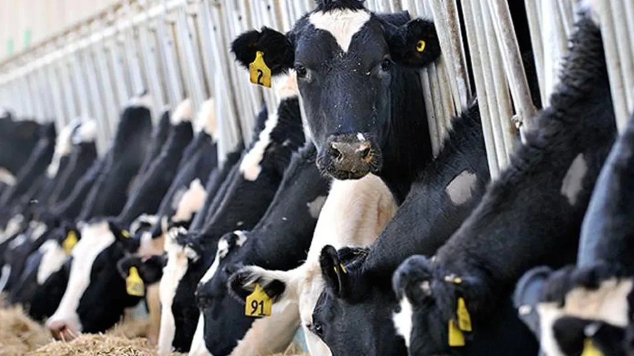 ABD Tarım Bakanlığı Türkiye raporunda korkutan tespitler: Et ve süt fiyatları aşırı artabilir 