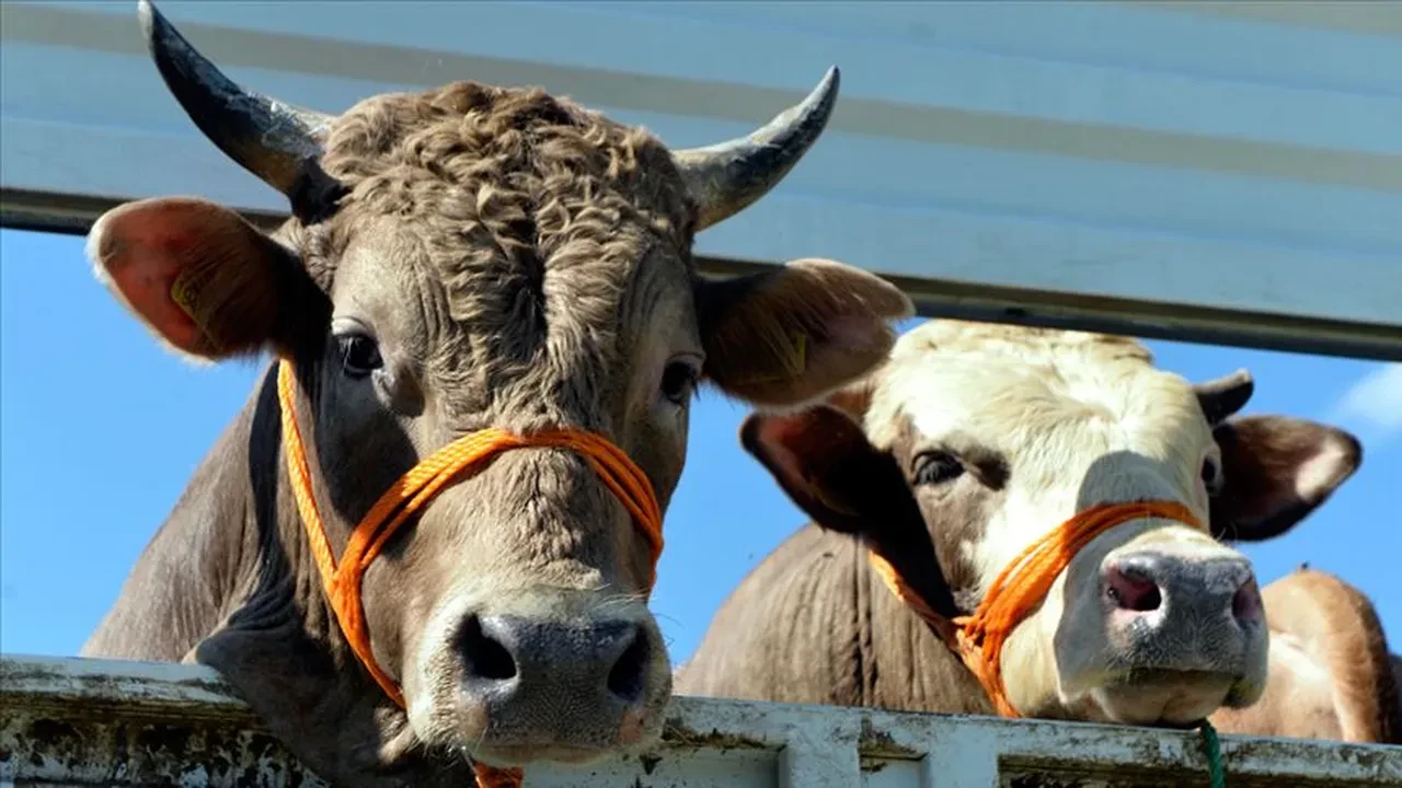 ABD Tarım Bakanlığı Türkiye raporunda korkutan tespitler: Et ve süt fiyatları aşırı artabilir 
