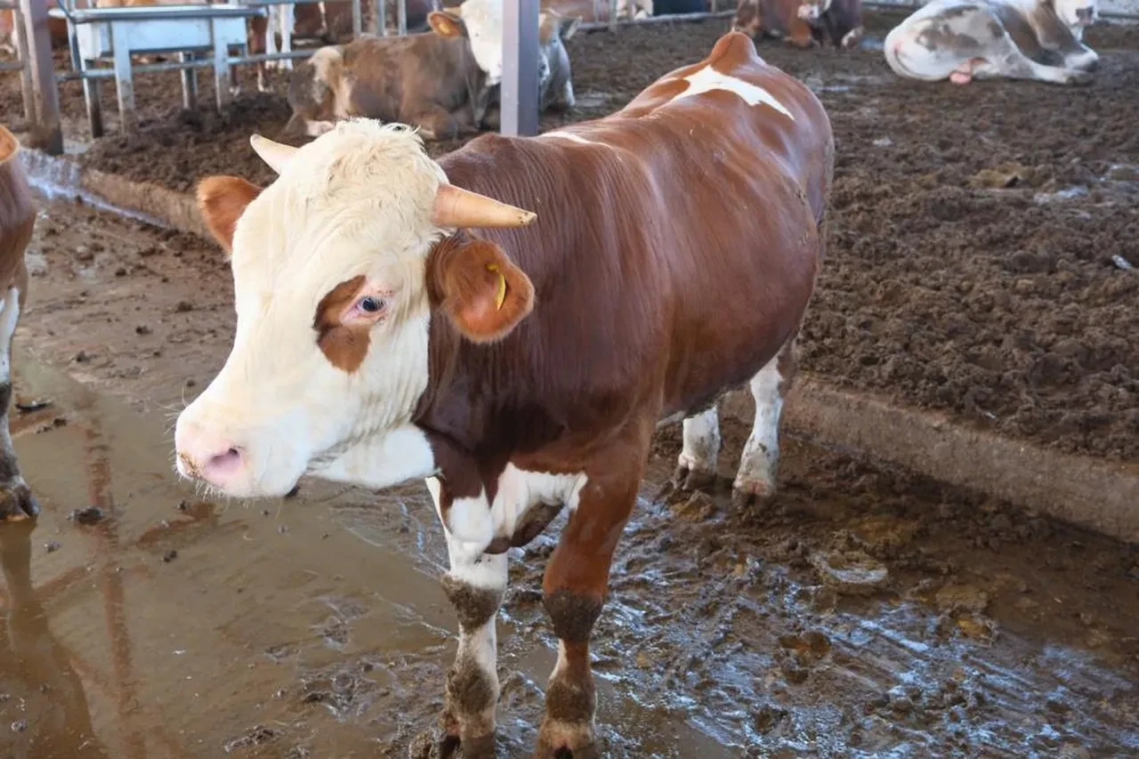 ABD Tarım Bakanlığı Türkiye raporunda korkutan tespitler: Et ve süt fiyatları aşırı artabilir 