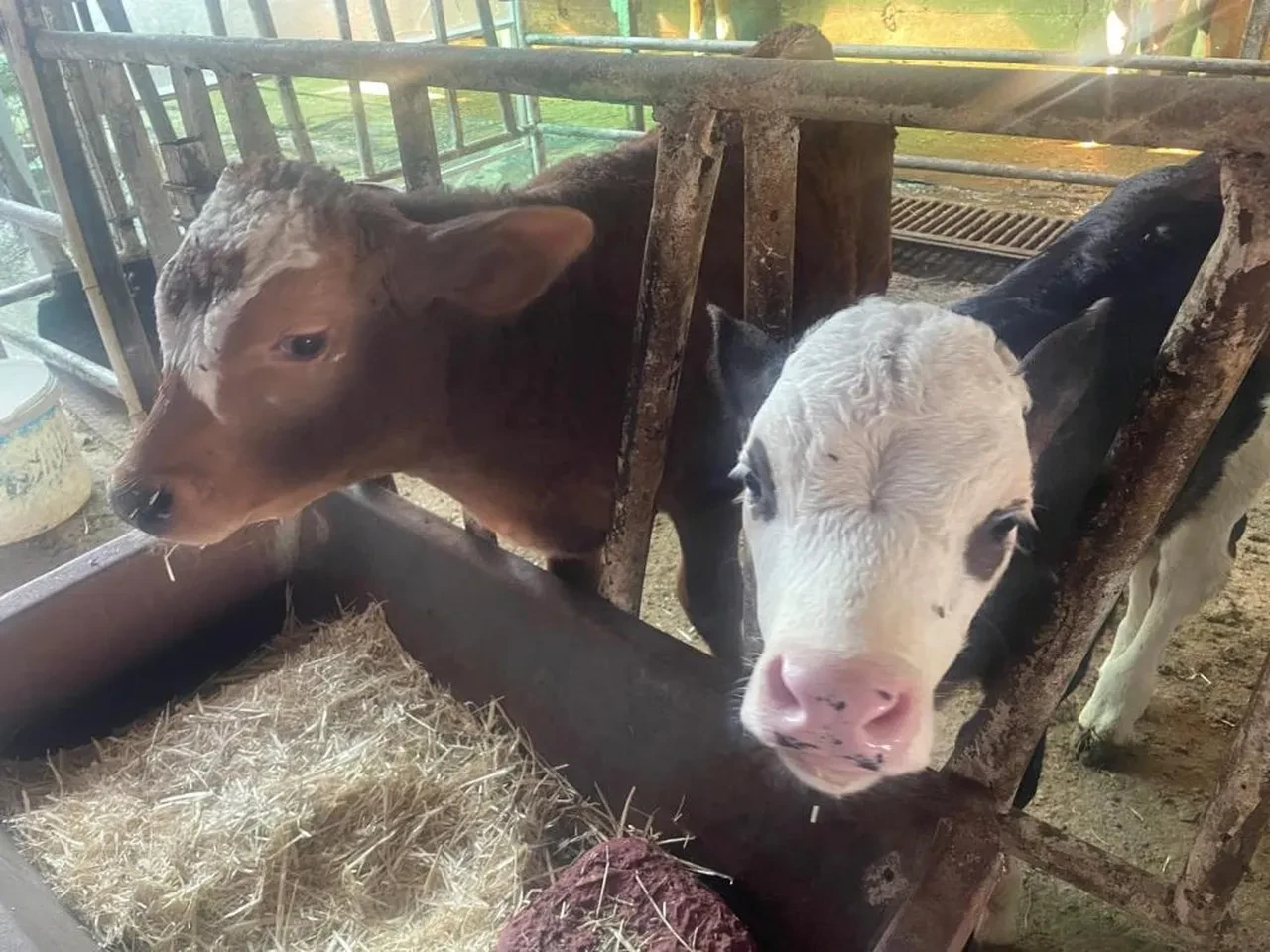 ABD Tarım Bakanlığı Türkiye raporunda korkutan tespitler: Et ve süt fiyatları aşırı artabilir 