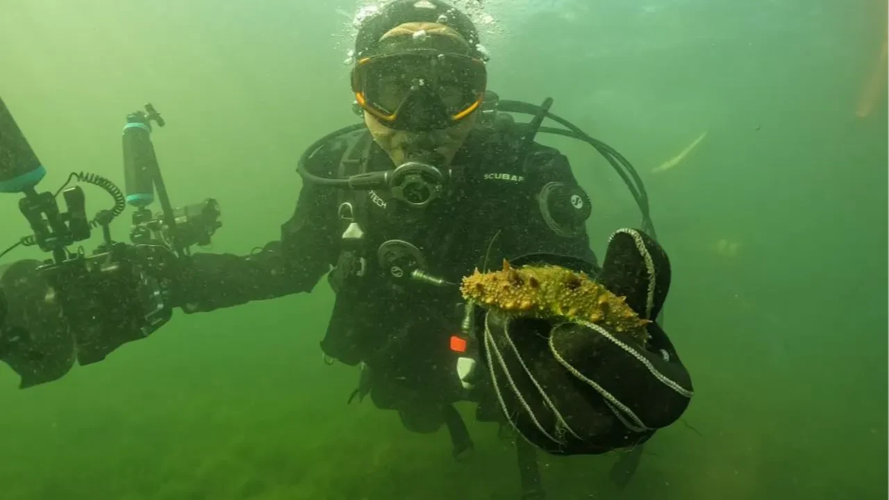 Belediye başkanı dalgıç kostümü giydi körfezin dibine baktı! Gördüğü manzara karşısında şaşkına döndü