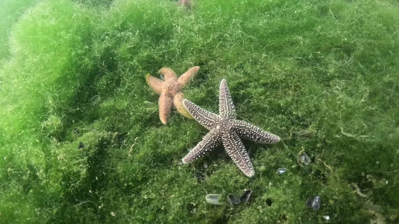 Belediye başkanı dalgıç kostümü giydi körfezin dibine baktı! Gördüğü manzara karşısında şaşkına döndü