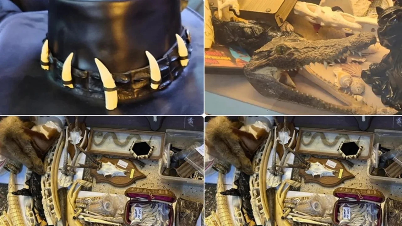 İstanbul'da hayrete düşüren operasyon! Fil dişi, vaşak kafası, timsah pençesi: Kimini tespih, kimini yüzük yapmışlar 