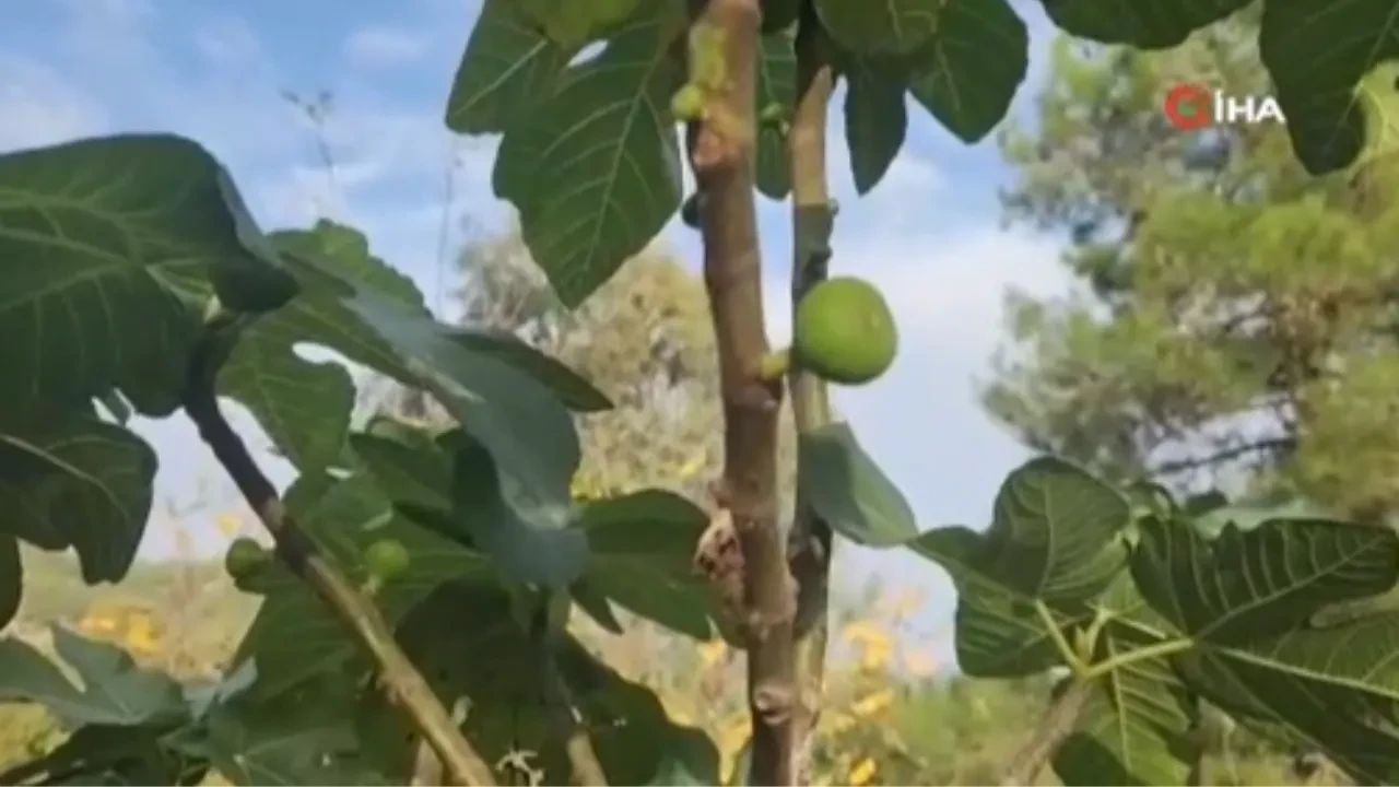 Meyve ağaçları mevsimi şaşırdı! 