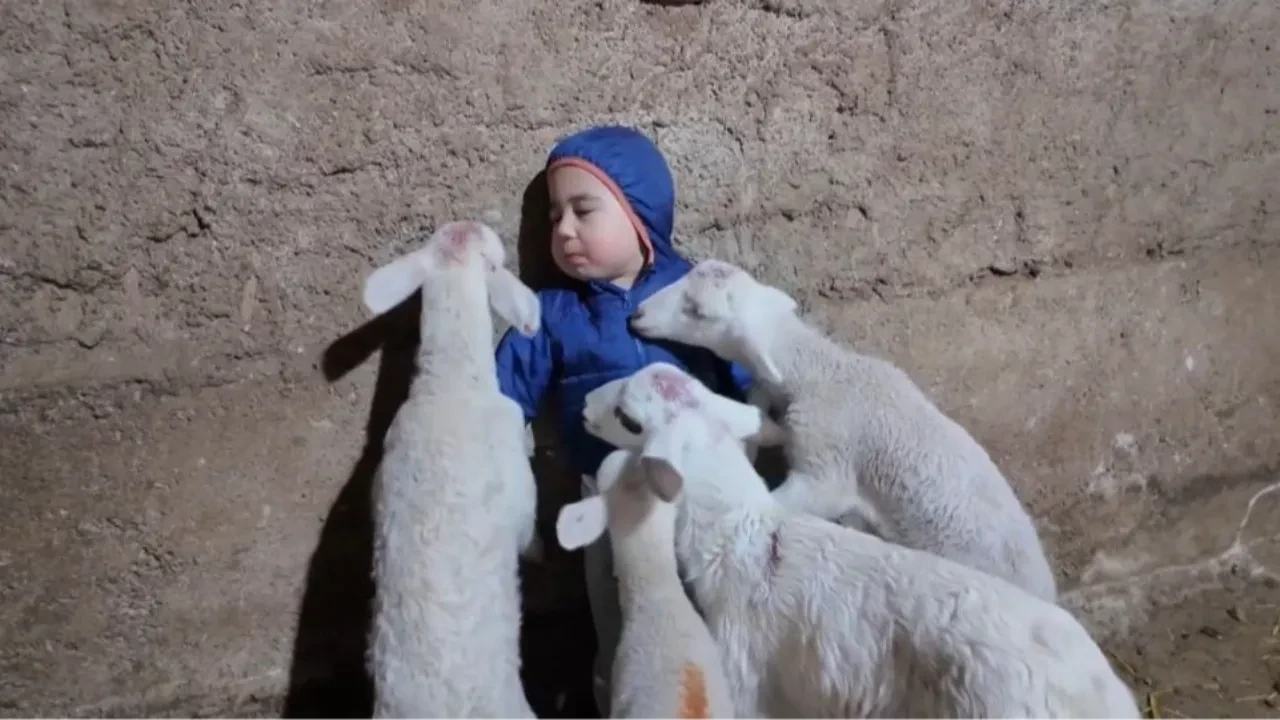 Sevimli çocuk kuzuların tatlı saldırısına uğradı! Görüntüler izleyenleri kahkahaya boğdu