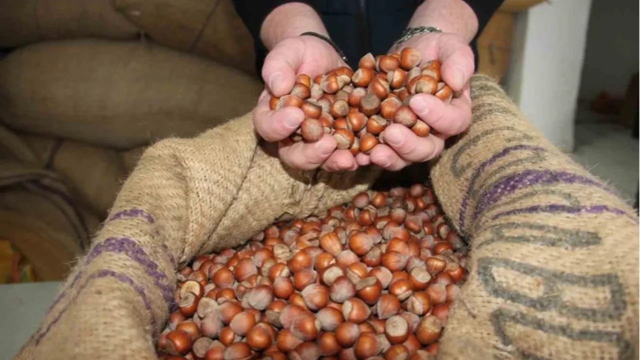 Uzun süredir düşüyordu! Giresun'da fındık fiyatları tekrar yükselişe geçti