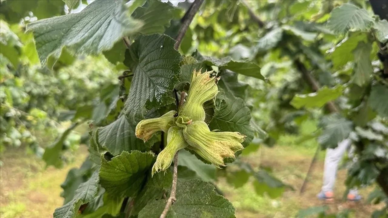 Uzun süredir düşüyordu! Giresun'da fındık fiyatları tekrar yükselişe geçti