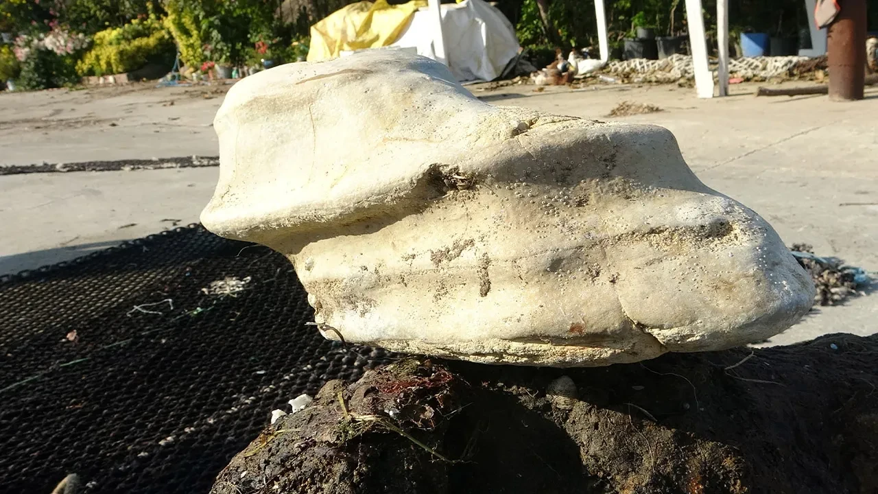 Artvin'den sonra Giresun'da şaşkına döndüren olay! Gizemli cisim ağlara takıldı