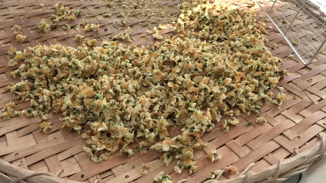 Çayın yeni ürünü geçim kaynağı! Kilosu 6 bin TL'den satılıyor