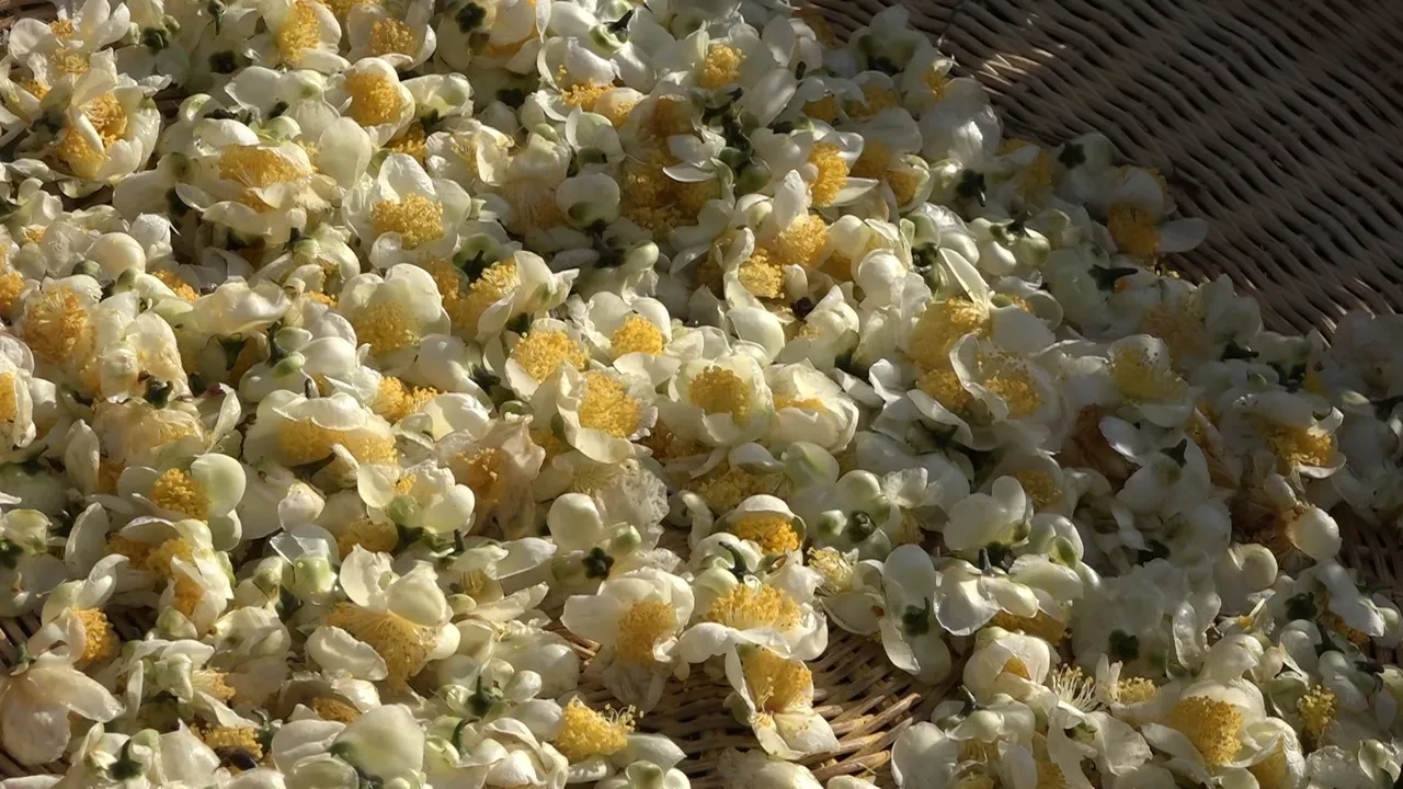 Çayın yeni ürünü geçim kaynağı! Kilosu 6 bin TL'den satılıyor