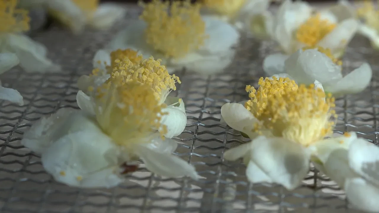 Çayın yeni ürünü geçim kaynağı! Kilosu 6 bin TL'den satılıyor