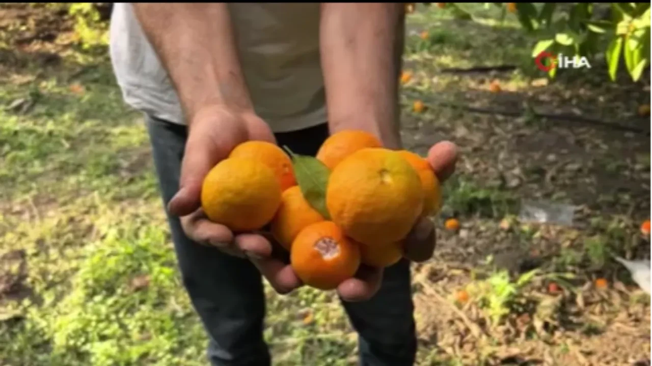 Filesini alan koştu! Kilolarca meyveyi dalından bedava topladılar