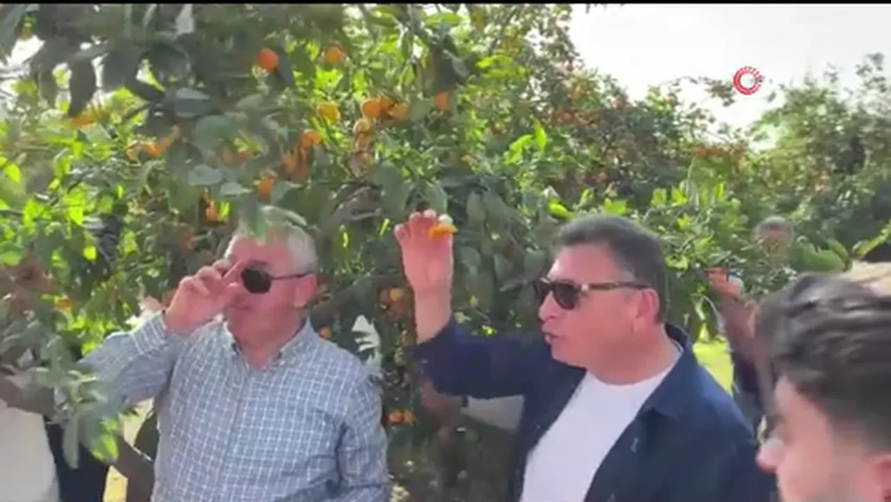 Filesini alan koştu! Kilolarca meyveyi dalından bedava topladılar