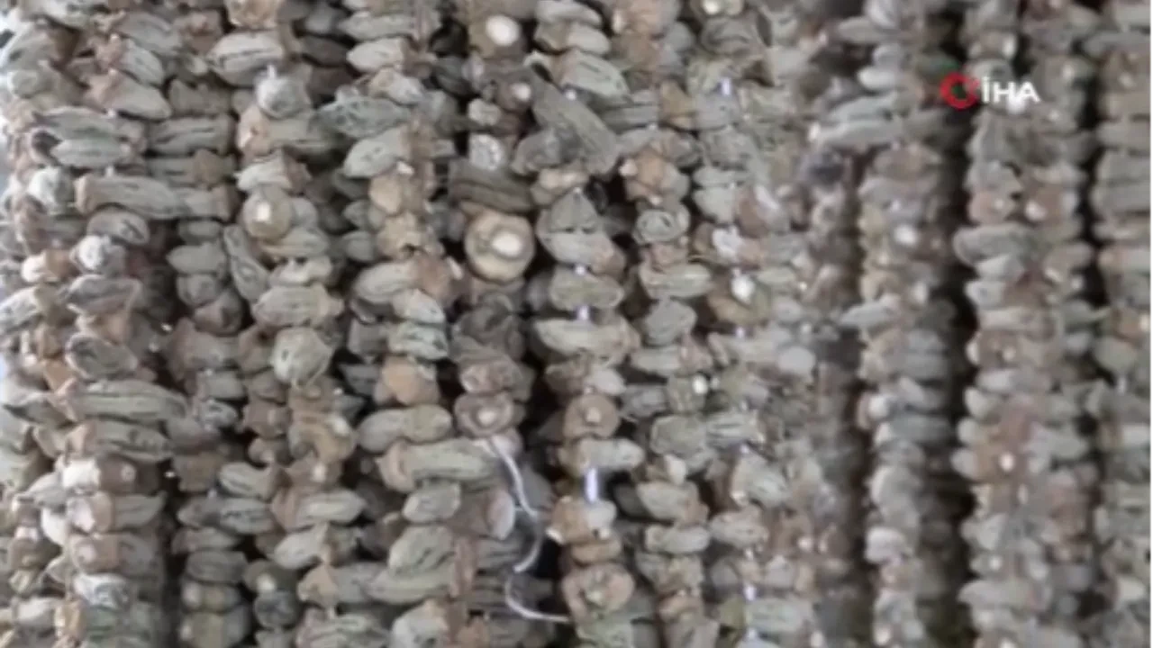 Fiyatı kırmızı etle yarışıyor! Kuru bamya kilosu tam 2 bin liradan satılıyor