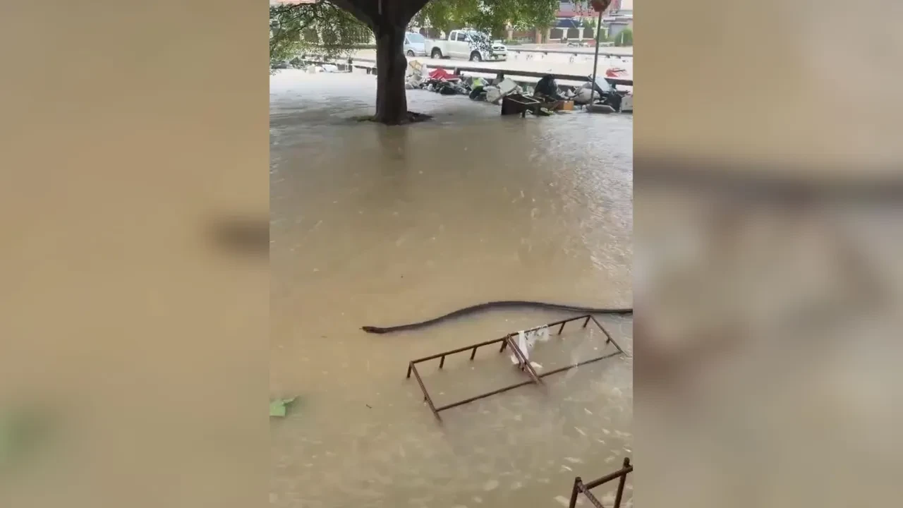 Selle boğuşan Tayland'ın sokaklarında dev canavar şoku! Görenler hayrete düştü