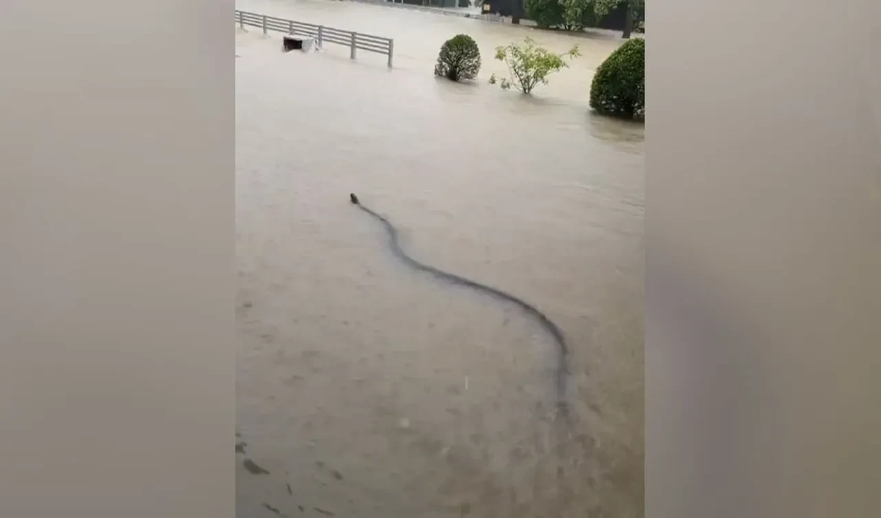 Selle boğuşan Tayland'ın sokaklarında dev canavar şoku! Görenler hayrete düştü
