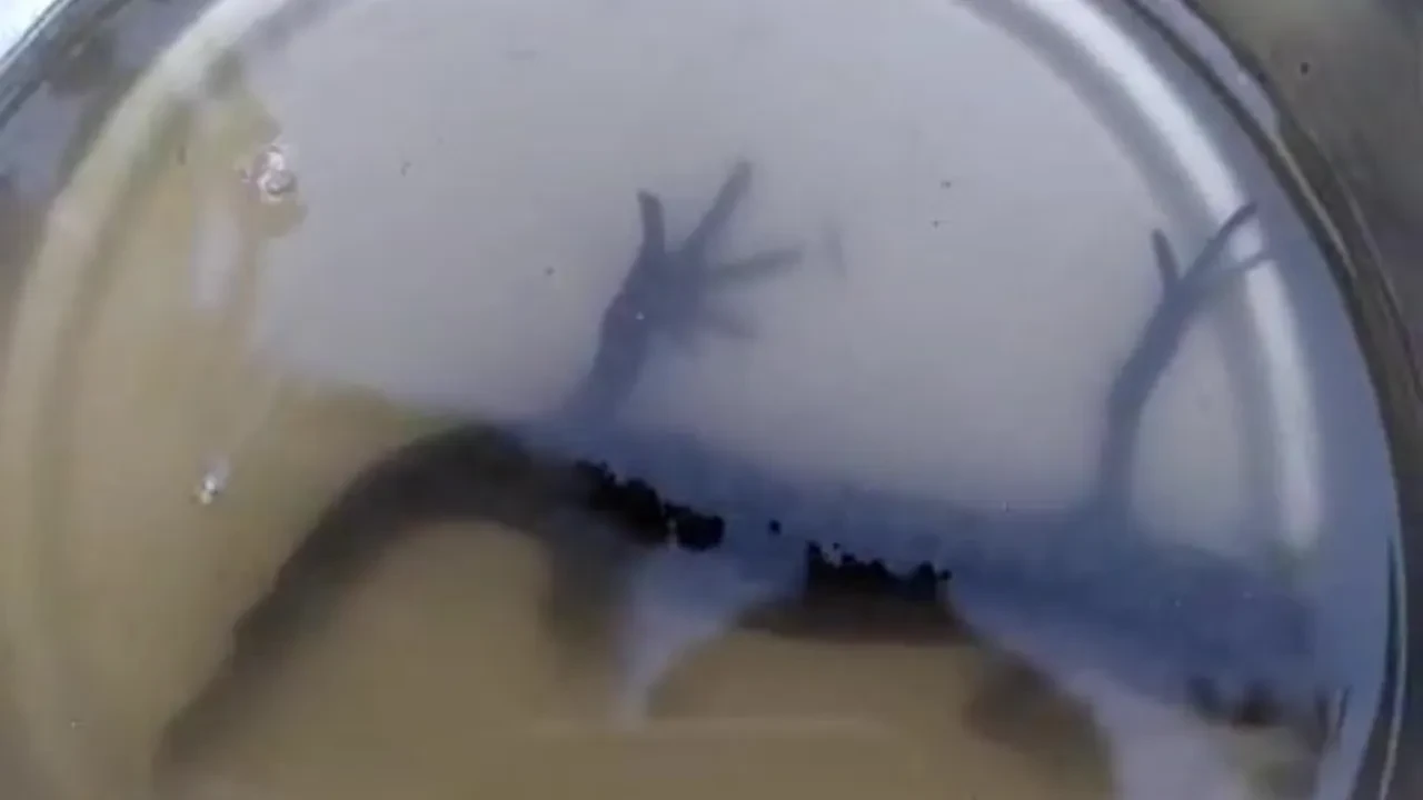 Su kuyusundaki hayvanlar hayrete düşürdü! 