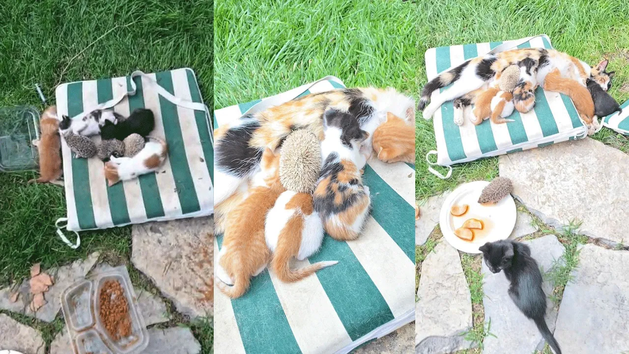 Yürekleri ısıtan görüntüler! Kediler kirpilerle süt kardeşi oldu