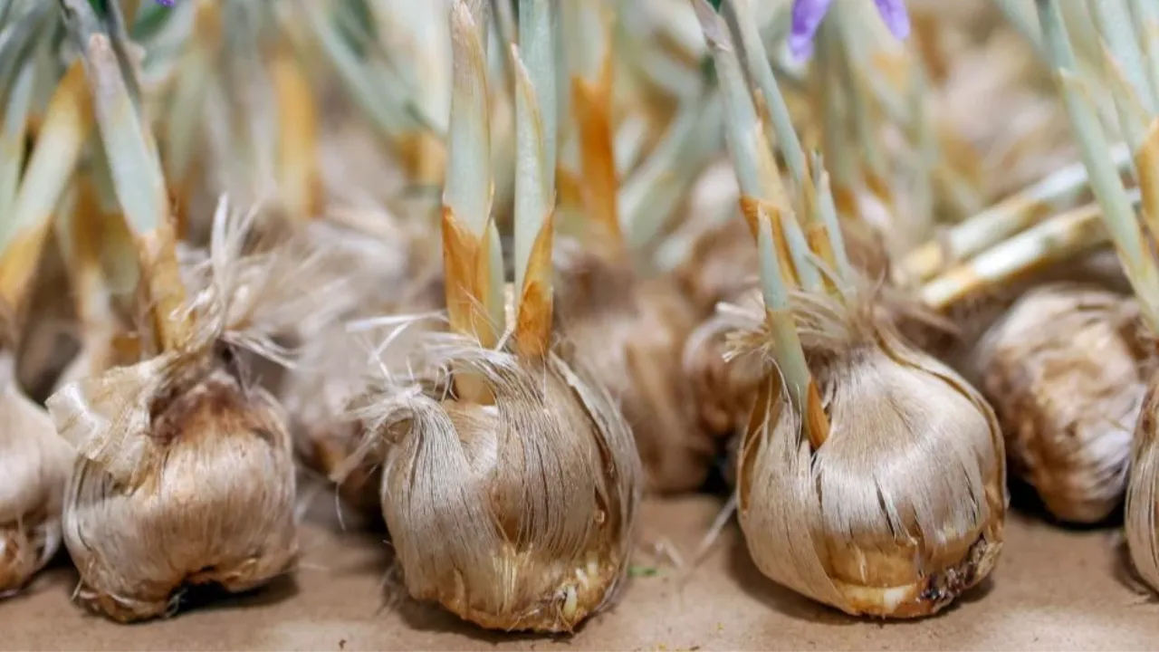 14 metrekarelik bir alanda üretti: 5 kilosuna ev alınıyor! Genç girişimci işin sırrını da verdi 