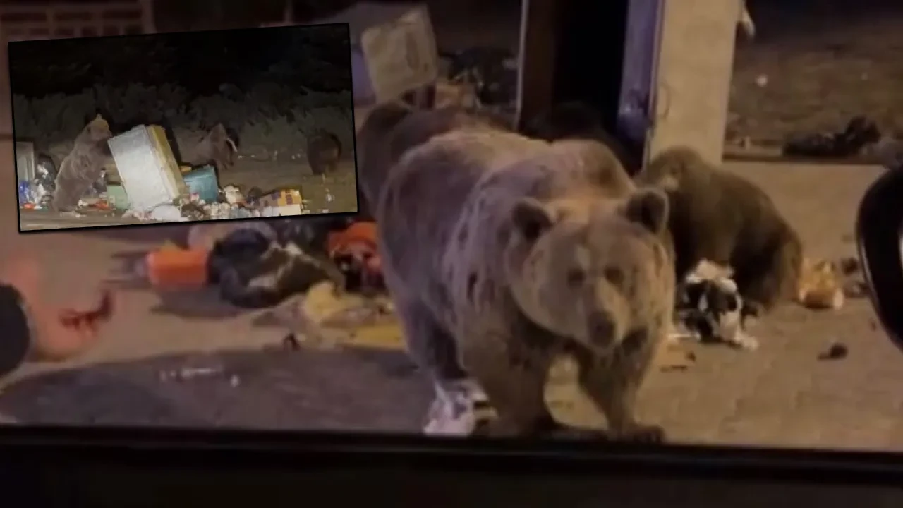 Ayı ailesine sucuk uzattı, kolunu kaptırmaktan saniyelerle kurtuldu! Yürekleri ağza getiren anlar kamerada