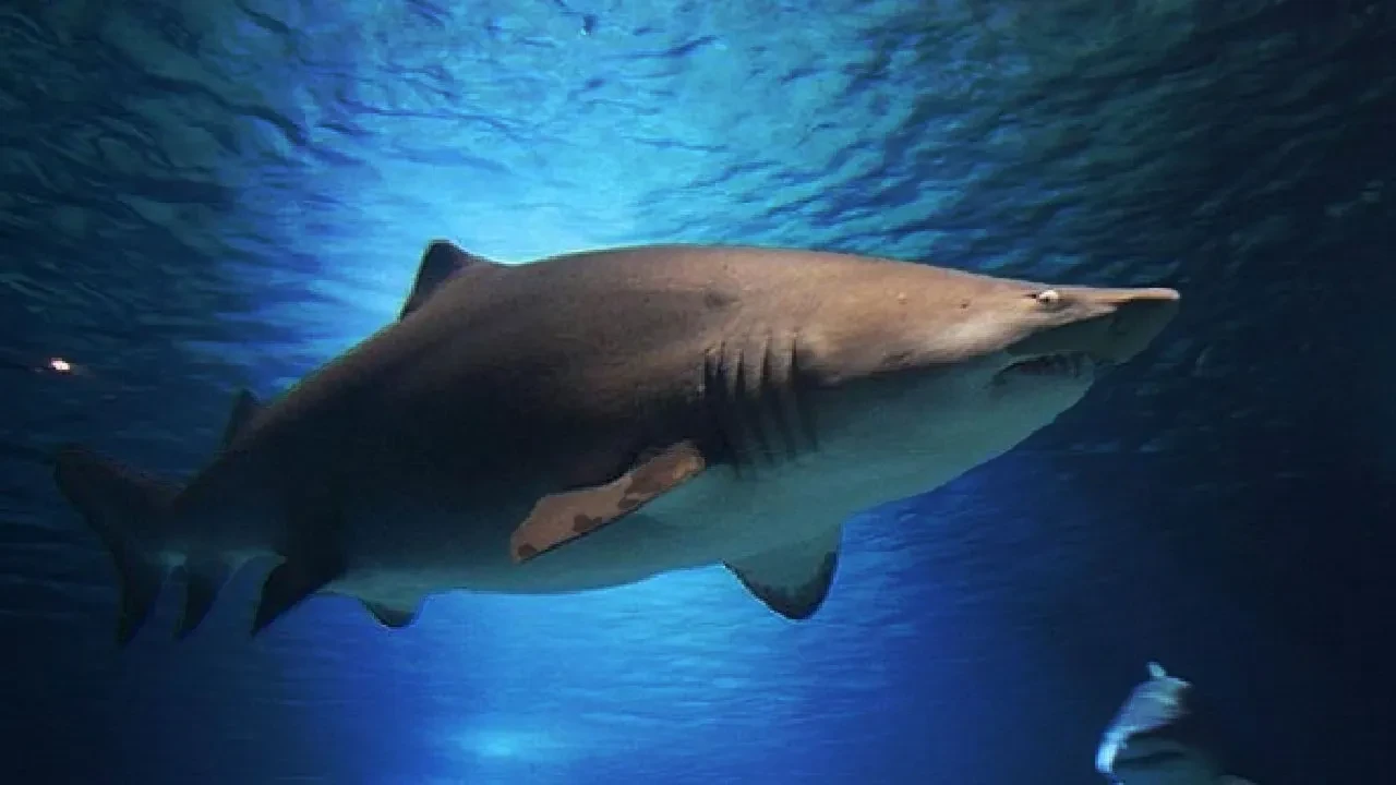 Biri yem oldu, biri feci yaralandı! Korkunç köpek balığı saldırısı
