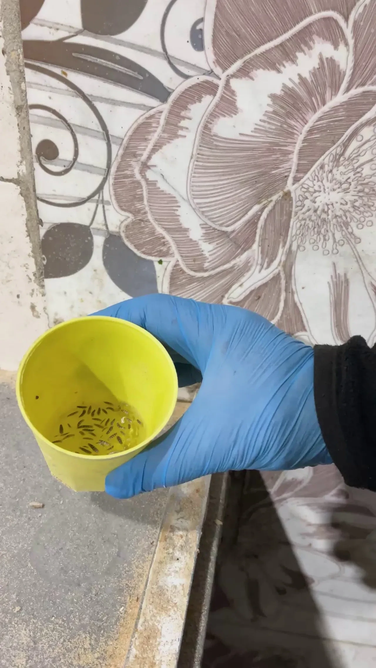  Fırın denetiminde mide bulandıran görüntüler! Böcek türleri saymakla bitmedi 