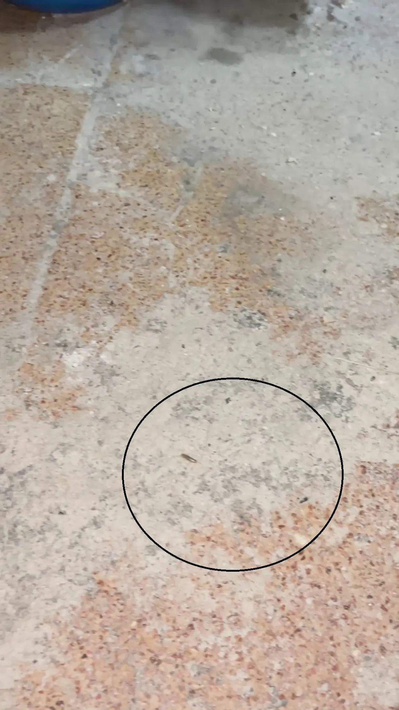  Fırın denetiminde mide bulandıran görüntüler! Böcek türleri saymakla bitmedi 