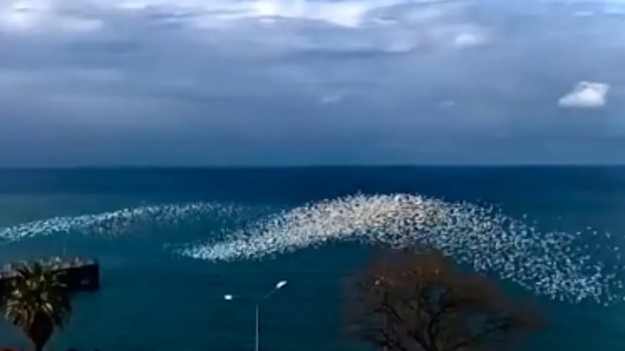 Görenler dalga sandı! Martıların deniz üstündeki dansı şaşkına çevirdi 