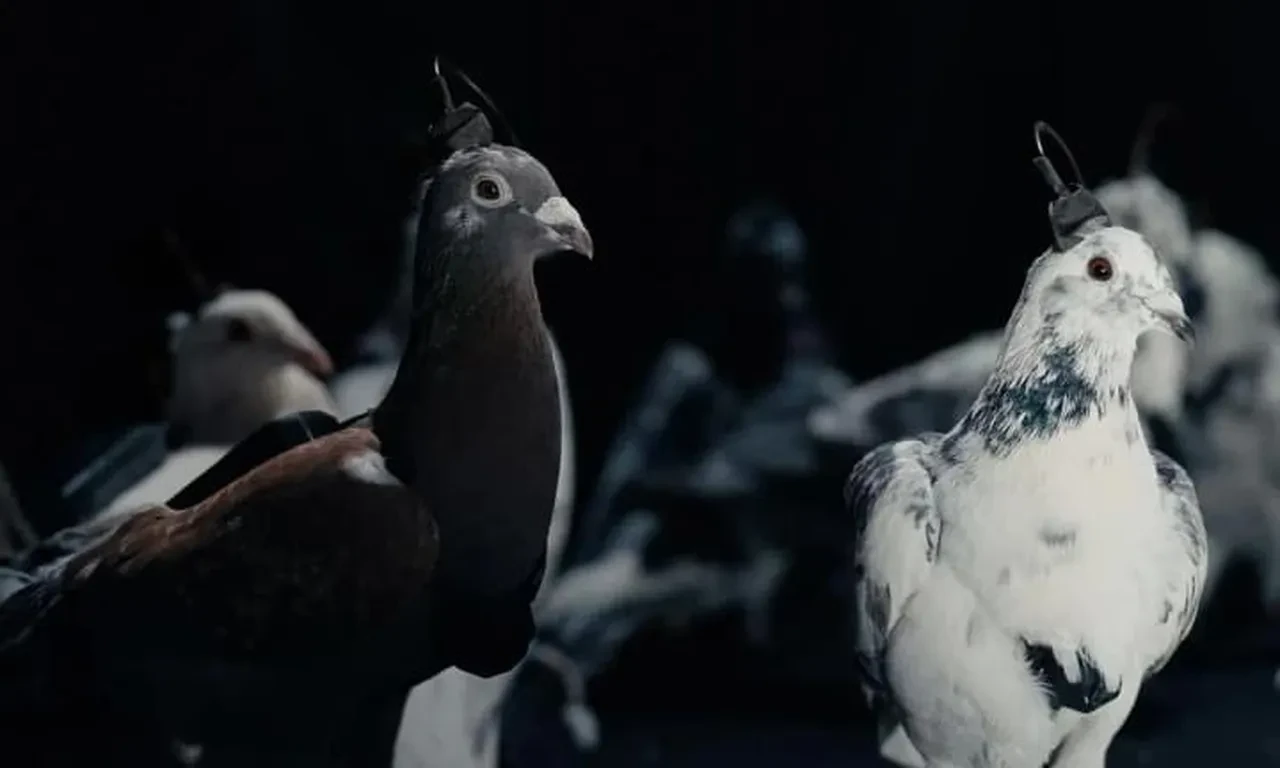 Rusya "casus güvercinleri" resmen uçurdu! Beyinlerinde çip var