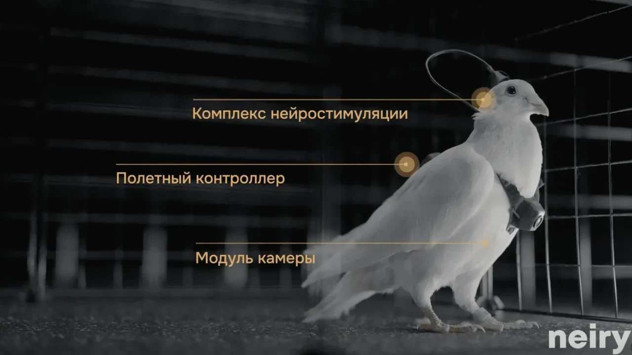 Rusya "casus güvercinleri" resmen uçurdu! Beyinlerinde çip var