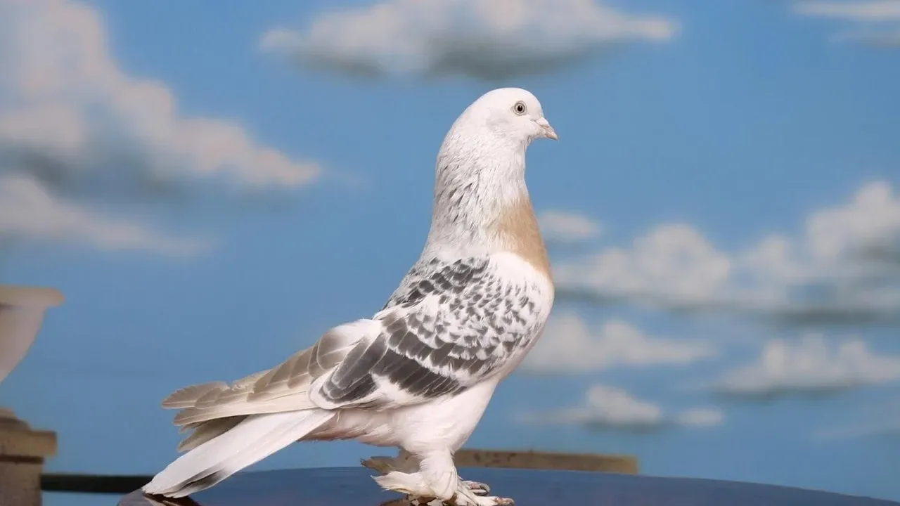 Rusya "casus güvercinleri" resmen uçurdu! Beyinlerinde çip var