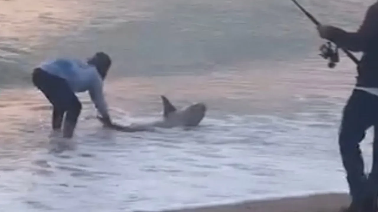 Sahilde merak uyandıran anlar! Balıkçı yakaladı, türünü görenler telefona sarıldı