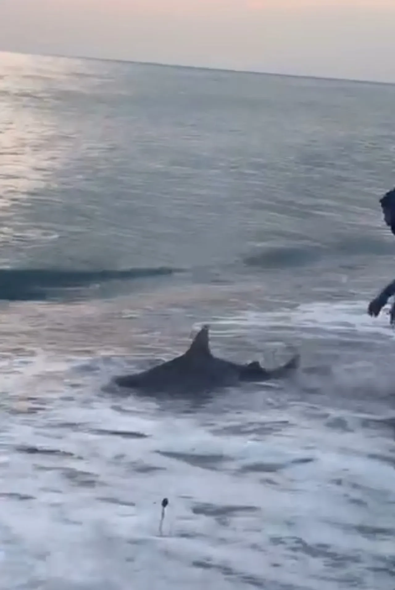 Sahilde merak uyandıran anlar! Balıkçı yakaladı, türünü görenler telefona sarıldı