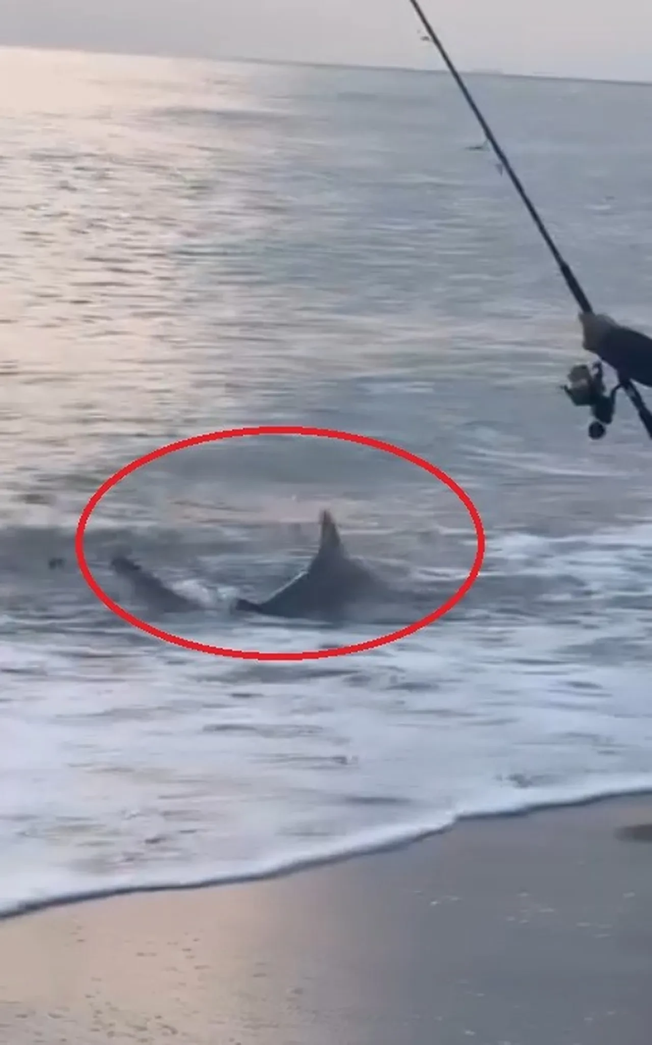 Sahilde merak uyandıran anlar! Balıkçı yakaladı, türünü görenler telefona sarıldı