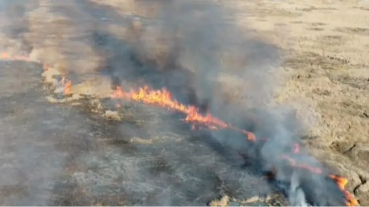 Van’da sazlık yangını korkuttu!