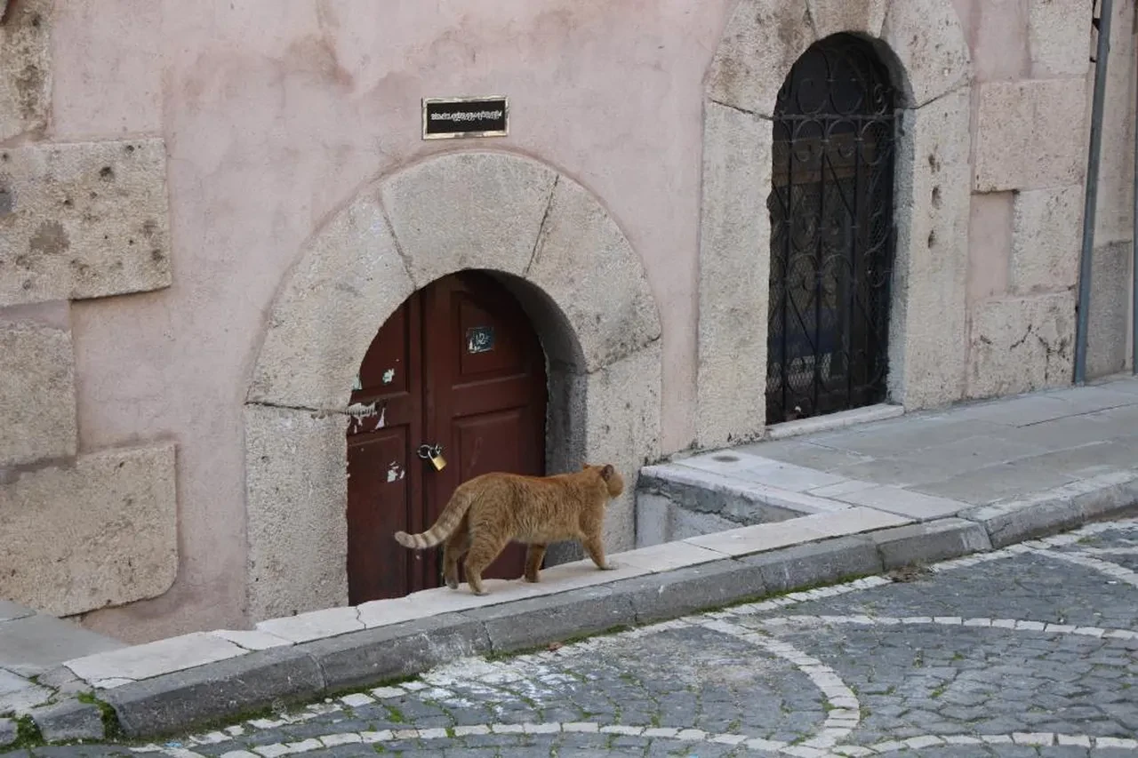 Amasya'da türbeler kapatıldı! Gerekçe kenttekilerin yüzünü yere eğecek türden