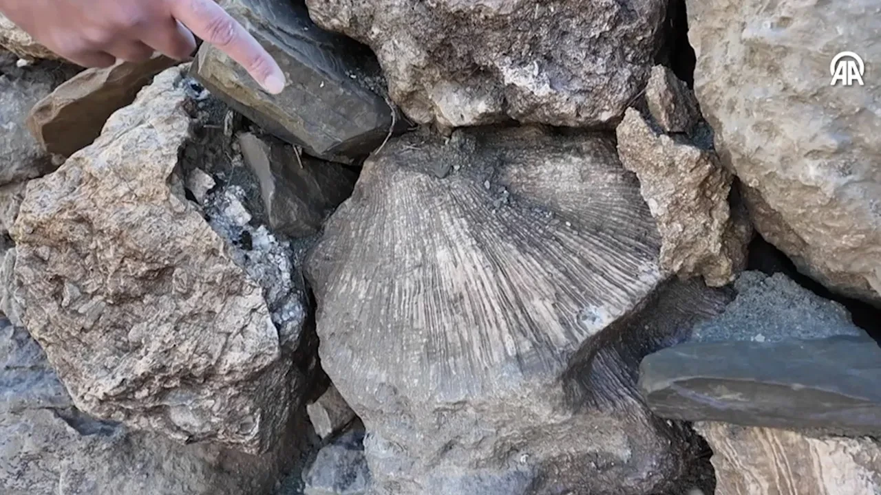 Bingöl’de tarihi keşif, tam 50 milyon yıllık! Dağlık alanda gezerken buldular