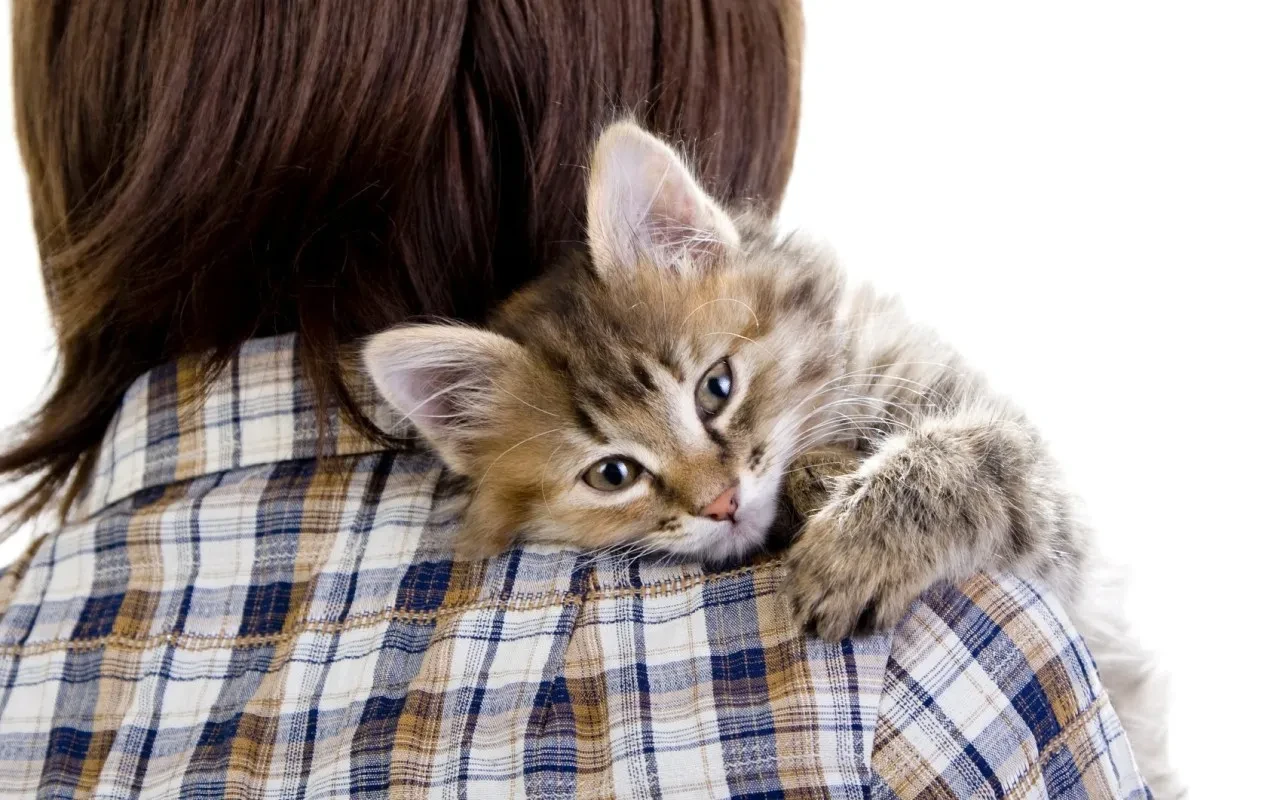 Kedilerle ilgili binlerce yıllık yanılgı son buldu: Dostluk sanılandan çok daha yeni