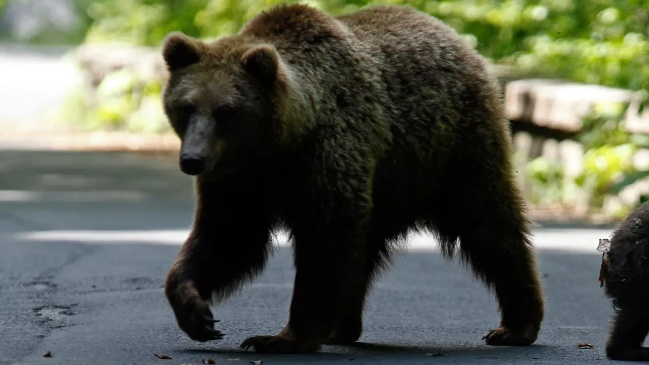 Tuvaletten çıktı ayıyla boğuşmak zorunda kaldı! Yaşlı adam canını zor kurtardı
