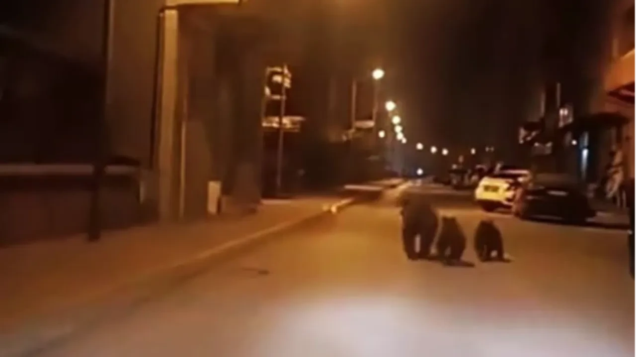 Anne ayı ve iki yavrusu gece koşusu yaptı! Karabük halkı şaşkınlıkla kameraya kaydetti