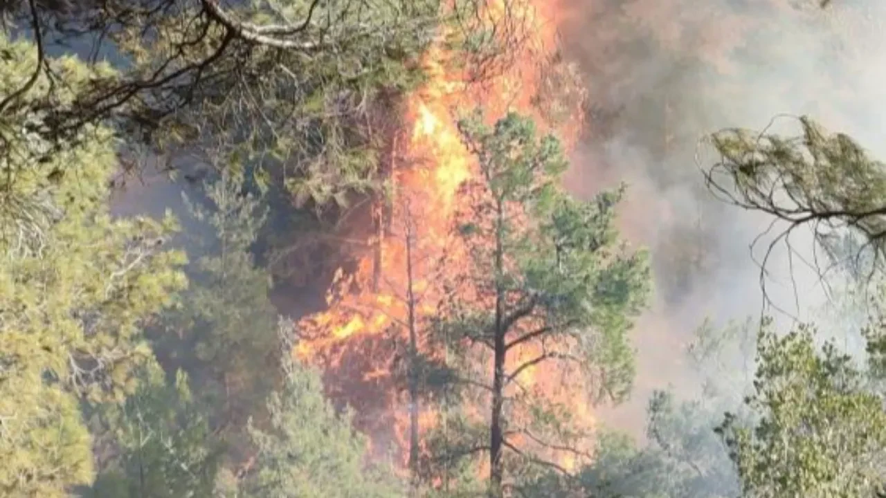 Hatay'da orman yangını! Alevlerle mücadele sürüyor
