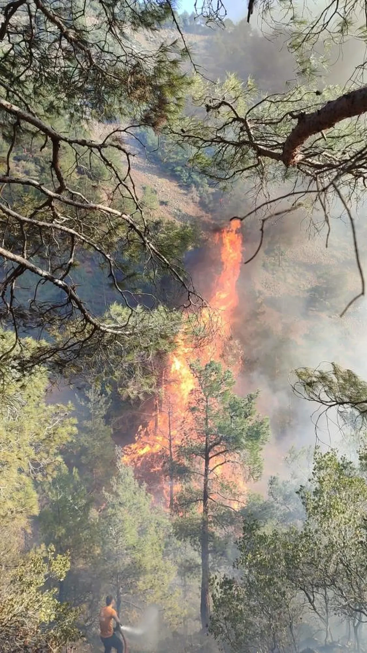 Hatay'da orman yangını! Alevlerle mücadele sürüyor