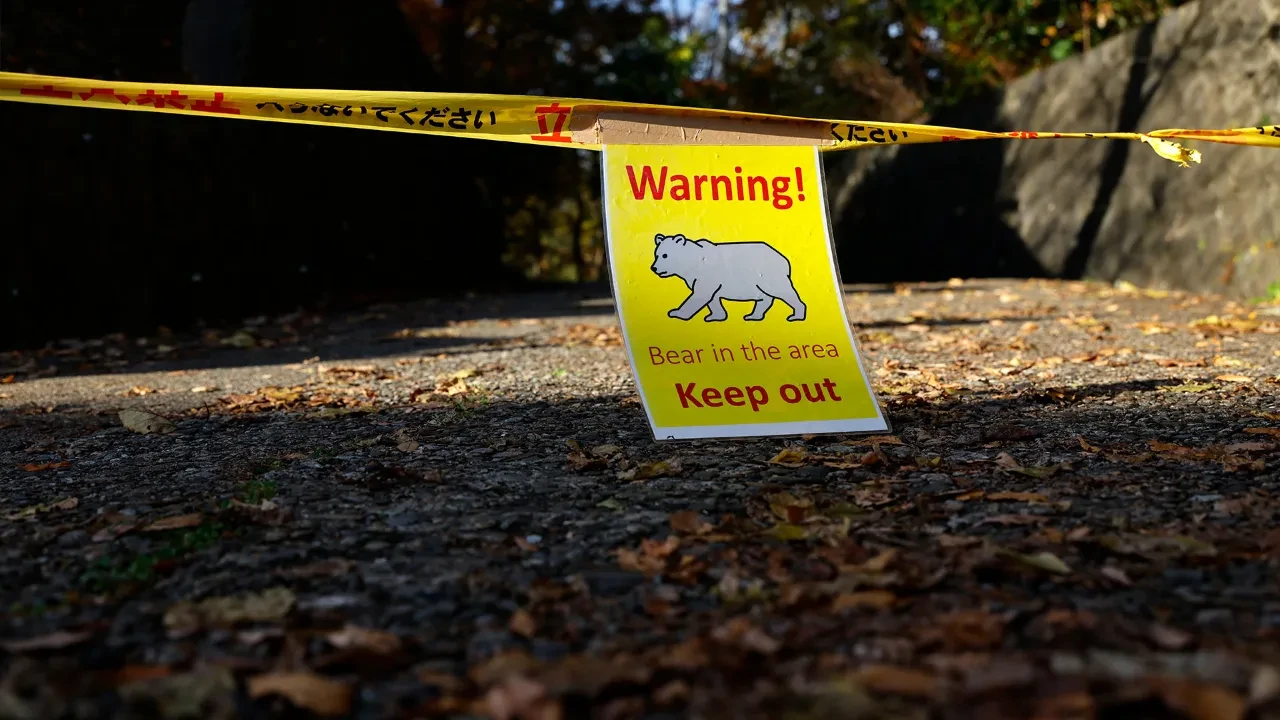 Tuvaletten çıkan adamın ayıyla boğuşması şirketleri harekete geçirdi: Ayı sigortası geliyor