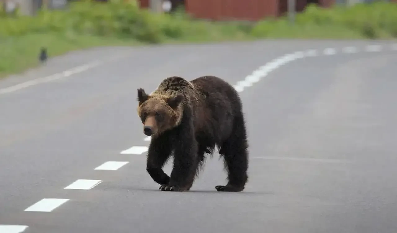 Tuvaletten çıkan adamın ayıyla boğuşması şirketleri harekete geçirdi: Ayı sigortası geliyor